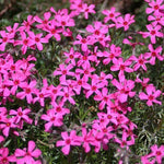 Phlox  subulata Scarlet flame  vaso 10