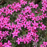 Phlox  subulata Scarlet flame  vaso 10