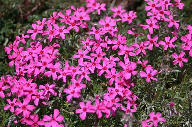 Phlox  subulata Scarlet flame  vaso 10