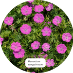 Geranium Sanguineum v. 9