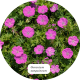 Geranium Sanguineum v. 9