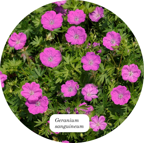 Geranium Sanguineum v. 9