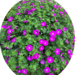 Geranium Sanguineum v. 9