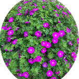 Geranium Sanguineum v. 9