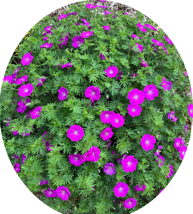 Geranium Sanguineum v. 9