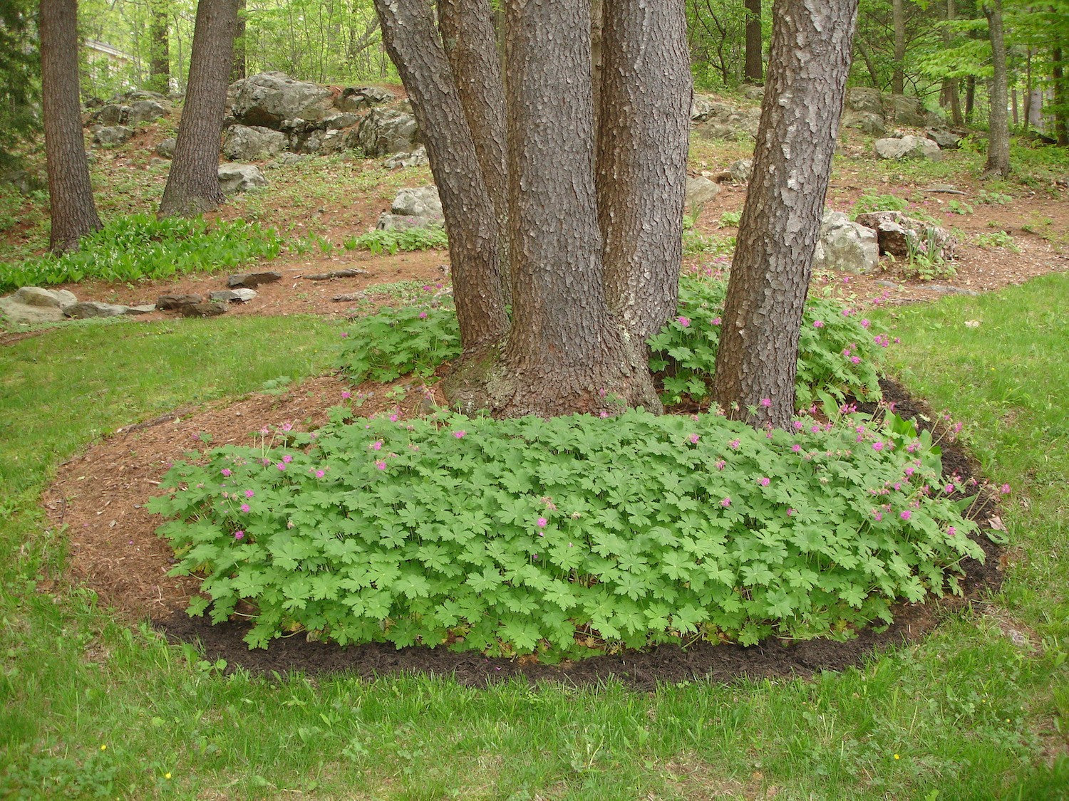 Geranium Macrorrhizum