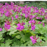 Geranium Macrorrhizum