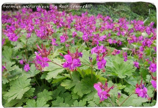Geranium Macrorrhizum
