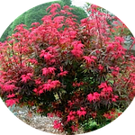 Acer palmatum shaina vaso 15