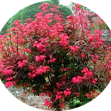 Acer palmatum shaina vaso 15