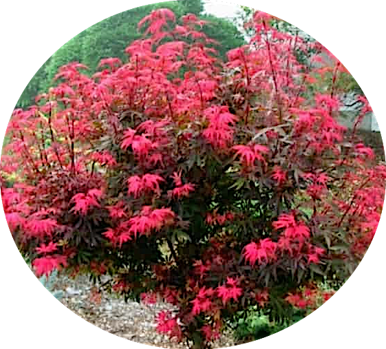 Acer palmatum shaina vaso 15