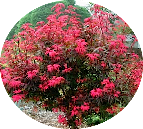 Acer palmatum shaina vaso 15