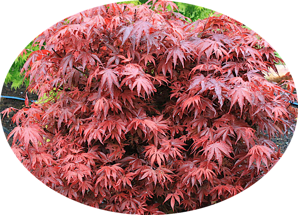 Acer palmatum shaina vaso 15