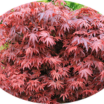 Acer palmatum shaina vaso 15