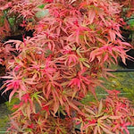 Acer palmatum shaina vaso 15