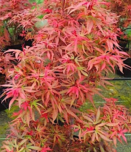 Acer palmatum shaina vaso 15