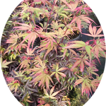 Acer palmatum shaina vaso 15