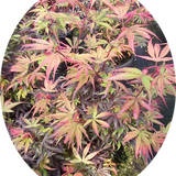 Acer palmatum shaina vaso 15