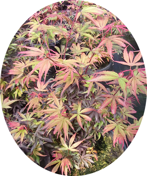 Acer palmatum shaina vaso 15