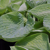 Hosta Blue Cup