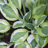 Hosta Hanky Panky