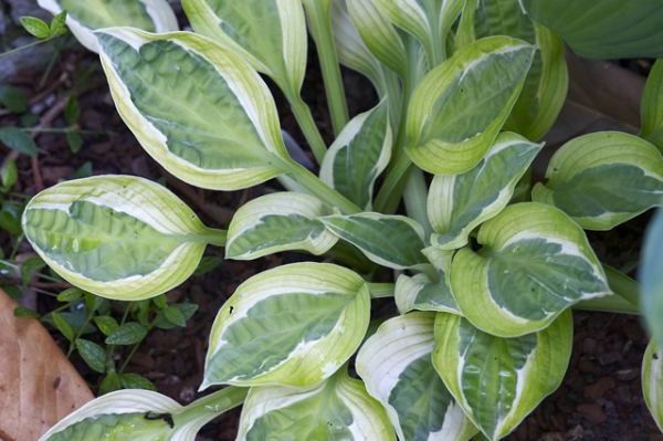 Hosta Hanky Panky