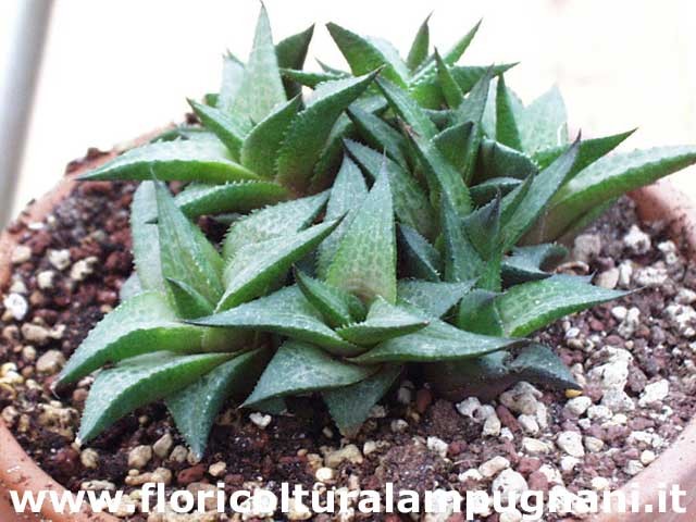 Haworthia tessellata venosa