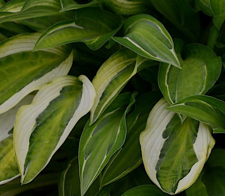 Hosta Hanky Panky