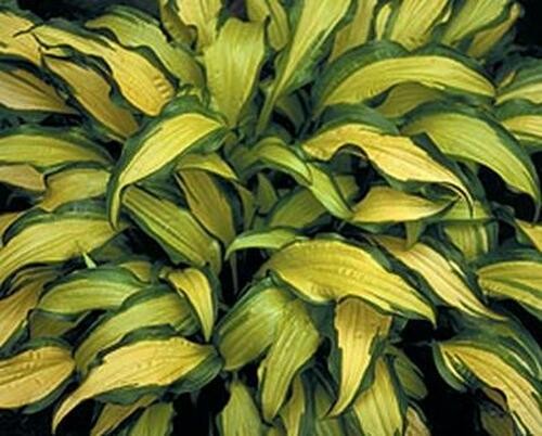 Hosta First Mate