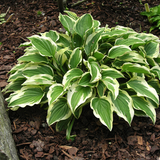 Hosta Little Wonder