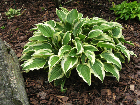 Hosta Little Wonder