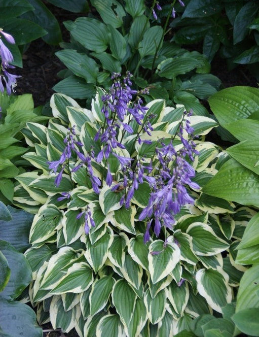 Hosta Little Wonder
