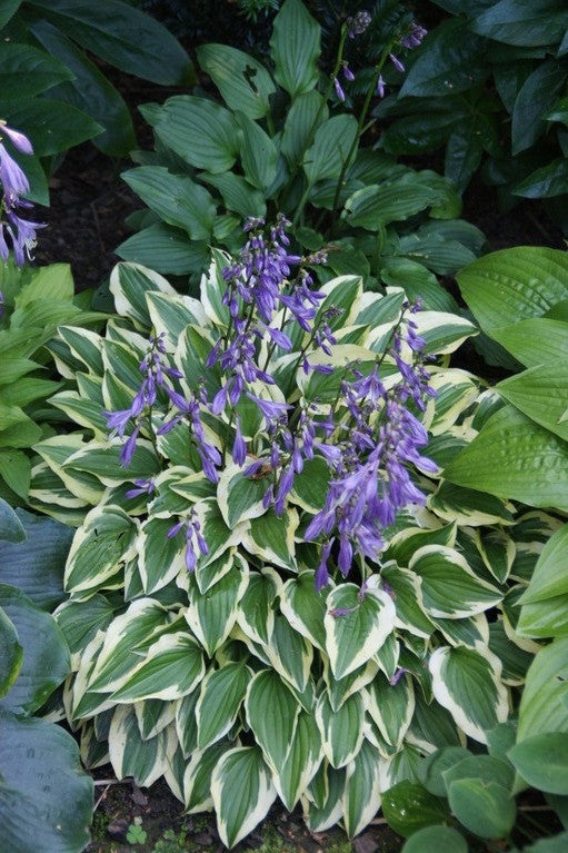 Hosta Little Wonder