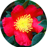 Camelia sasanqua yuletide vaso 18/20