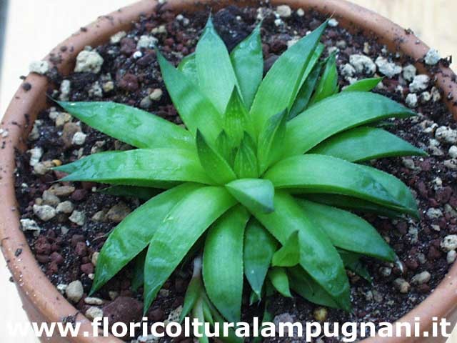 Haworthia asperula