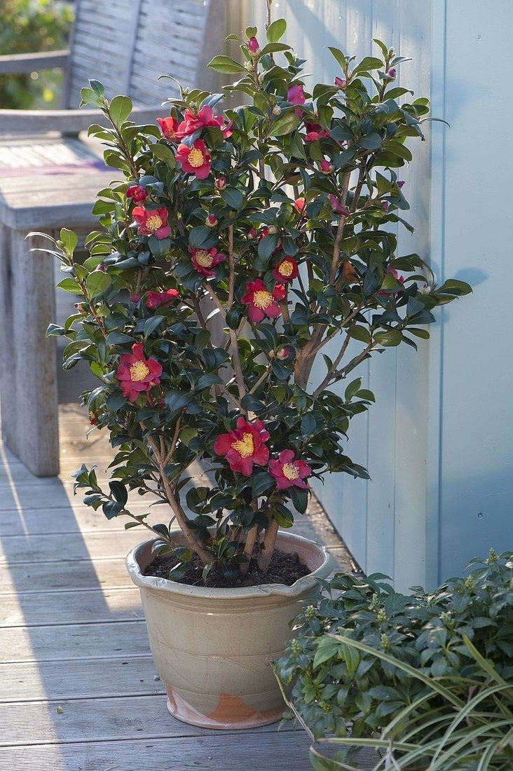 Camelia sasanqua yuletide vaso 18/20