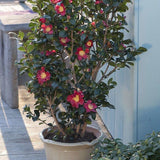 Camelia sasanqua yuletide vaso 18/20