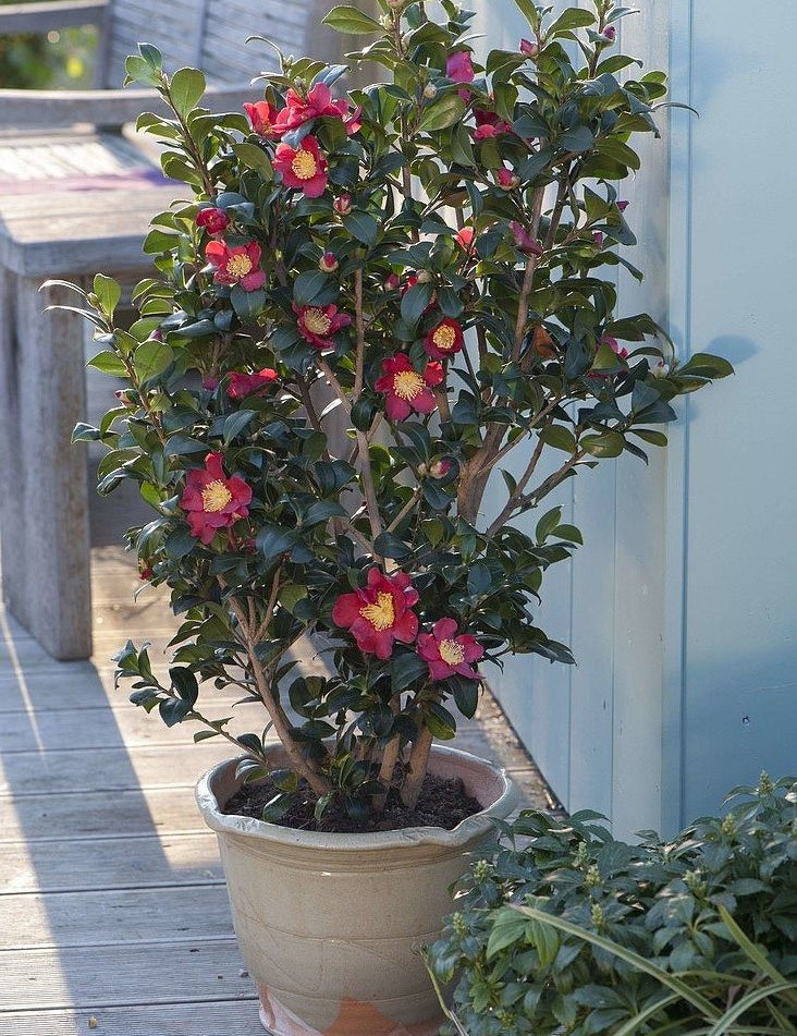 Camelia sasanqua yuletide vaso 18/20