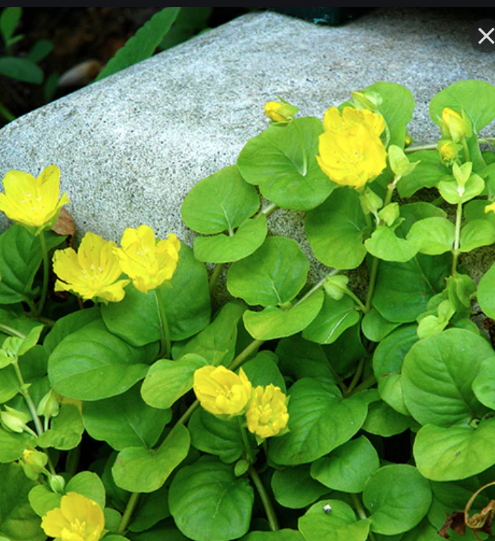 Lysimachia Nummulariav. 9  (anche per terreni umidi)