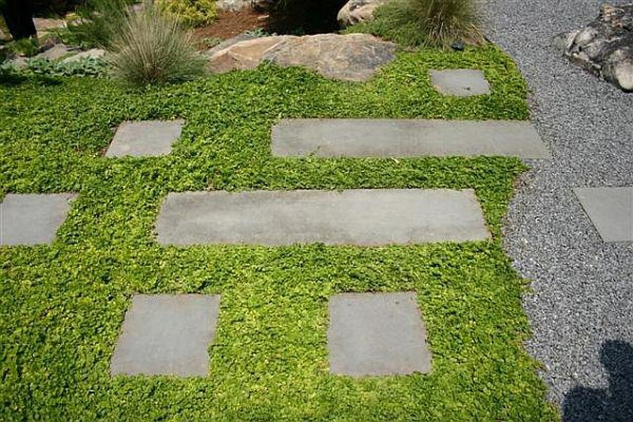 Lysimachia Nummulariav. 9  (anche per terreni umidi)