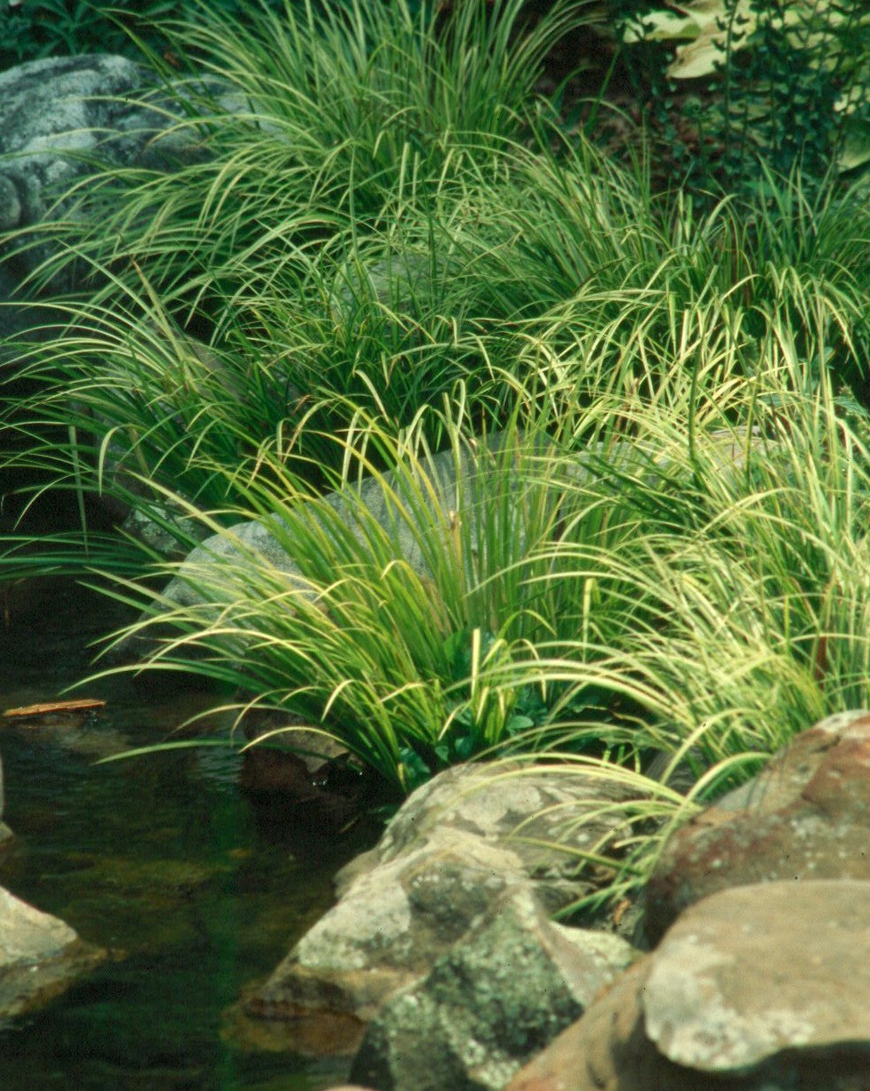 Acorus gramineus 'Argenteostriatus' (Paludosa)