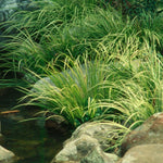 Acorus gramineus 'Argenteostriatus' (Paludosa)