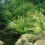 Acorus gramineus 'Argenteostriatus' (Paludosa)