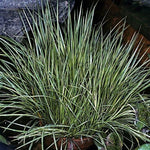 Acorus gramineus 'Argenteostriatus' (Paludosa)