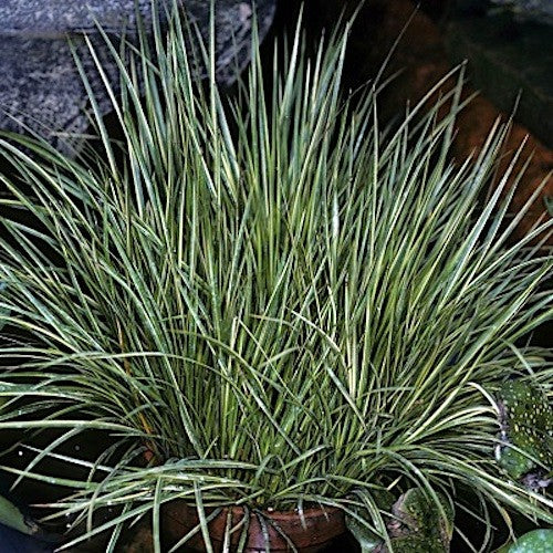 Acorus gramineus 'Argenteostriatus' (Paludosa)