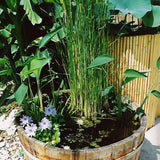Acorus gramineus 'Argenteostriatus' (Paludosa)