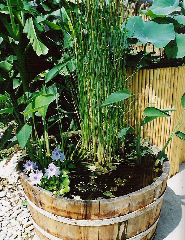 Acorus gramineus 'Argenteostriatus' (Paludosa)
