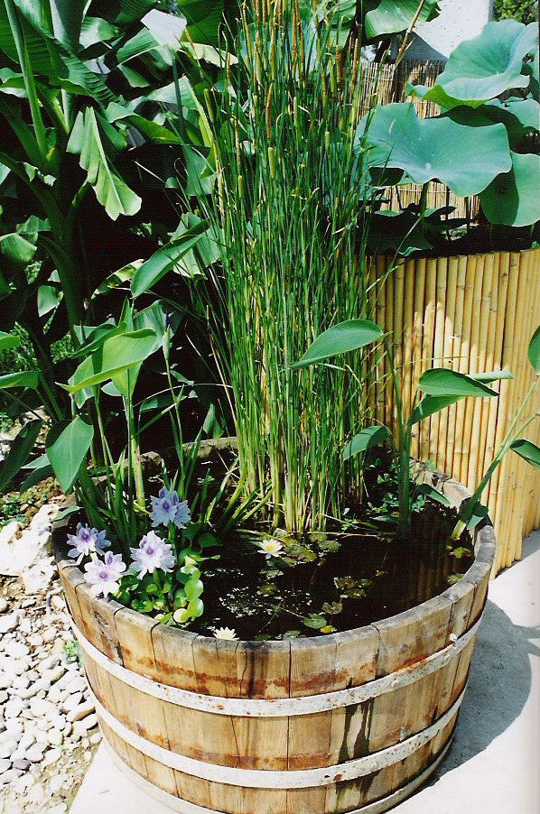 Acorus gramineus 'Argenteostriatus' (Paludosa)