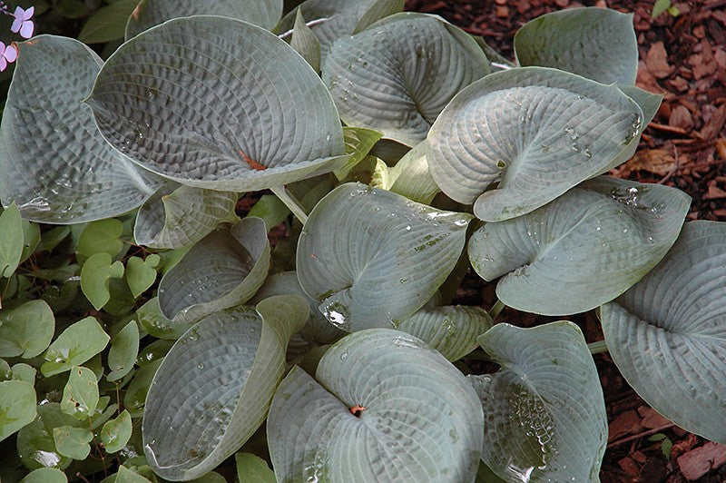 Hosta Blue Cup