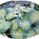 Hosta Color old Glory